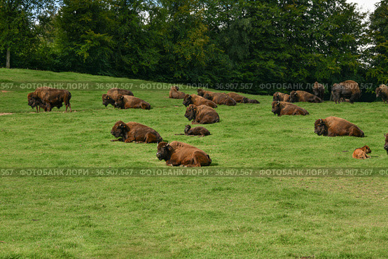 Bison graze in summer pasture Park canadien. Стоковое фото, фотограф Irina Kuchugurina/Gaudy / Фотобанк Лори