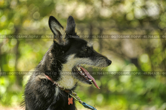Black and white dog terrier metis. Стоковое фото, фотограф Анна Кривицкая / Фотобанк Лори