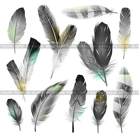 Black And White Feathers Set. Bird black and white realistic feathers set  isolated vector illustration . Стоковая иллюстрация, агентство Ingram Publishing / Фотобанк Лори