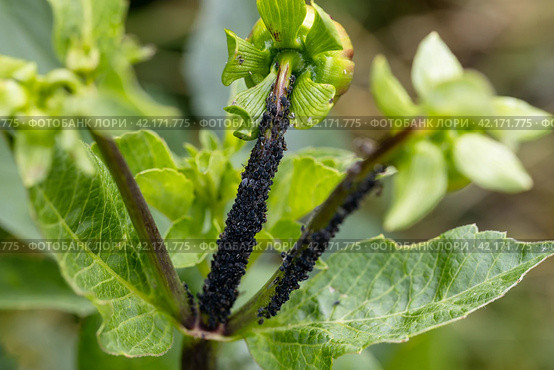 Black bean aphids aphis fabae colony on heavyly infested plant stem a dahlia. Стоковое фото, фотограф Ольга Сейфутдинова / Фотобанк Лори