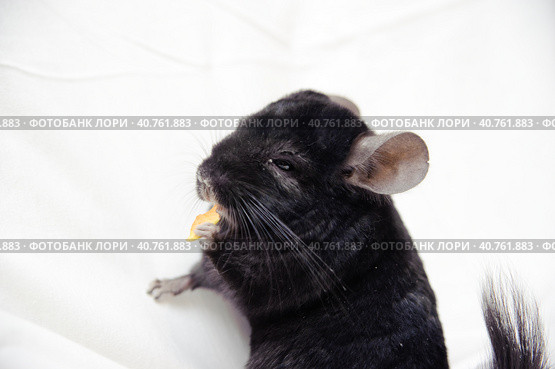 Black chinchilla. Стоковое фото, фотограф Анна Кривицкая / Фотобанк Лори