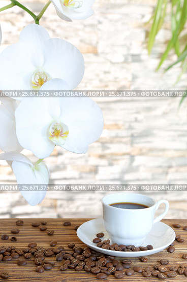 Black coffee and orchid. Стоковое фото, фотограф Феликс Хромых / Фотобанк Лори
