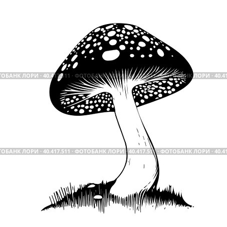 Black hand-drawn vector illustration of One fresh mushroom Fly agaric isolated on a white background. Стоковая иллюстрация, иллюстратор Татьяна Куклина / Фотобанк Лори