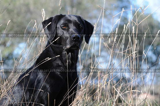 Black Labrador sitting. Стоковое фото, агентство Ingram Publishing / Фотобанк Лори