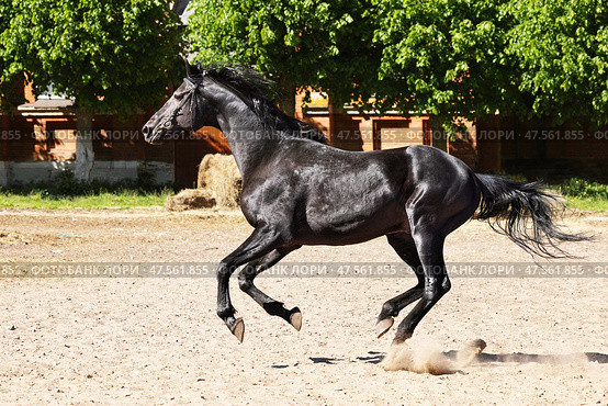 Black saddle horse runs gallop in summer nature background, Starozhilovo stud, Russia . Черный конь русской верховой породы бежит галопом на фоне летней фермы. Старожиловский конный завод, Россия.  . Стоковое фото, фотограф Михаил Кондрашов / Фотобанк Лори