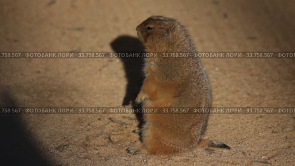 Black tailed prairie dog (Cynomys ludovicianus) Стоковое видео, видеограф Яков Филимонов / Фотобанк Лори