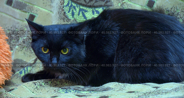 Black with a white spot cat on the chest on the couch. Стоковое фото, фотограф Анна Кривицкая / Фотобанк Лори