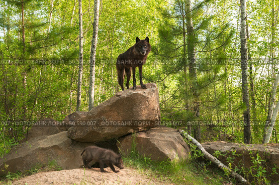 Black Wolf (Canis lupus) Stands on Top of Den - pup beneath - captive animal. Стоковое фото, агентство Ingram Publishing / Фотобанк Лори