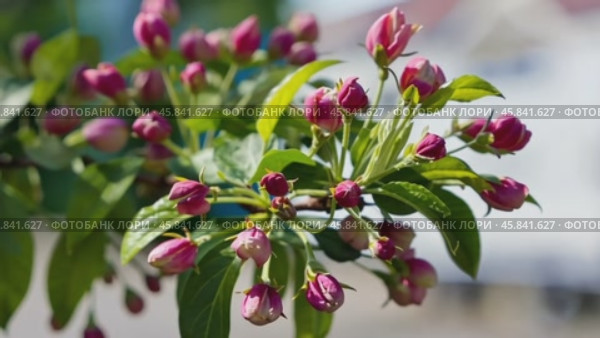 Blooming apple tree branch with pink flower buds. Стоковое AI-видео, аниматор Юрий Поздников / Фотобанк Лори