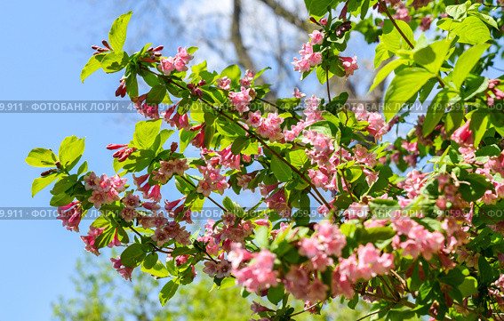 Blooming branches of pink Weigela florida against a clear sky, showcasing abundant spring blossoms and delicate foliage, ideal for floral backgrounds. Стоковое фото, фотограф Татьяна Терехина / Фотобанк Лори