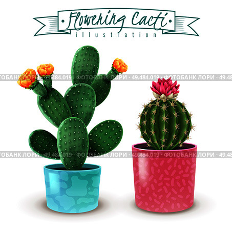 Blooming cacti realistic set of 2 popular houseplants varieties in colorful decorative pots closeup image vector illustration. Стоковая иллюстрация, агентство Ingram Publishing / Фотобанк Лори