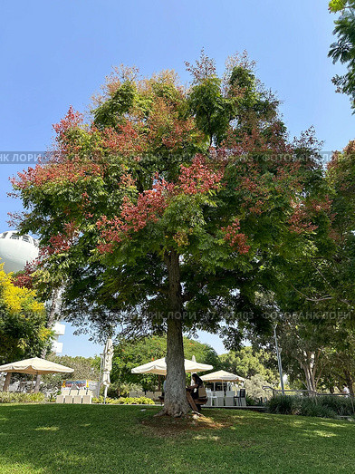 Blooming Chinese flame tree (lat.- Koelreuteria bipinnata) in the campus of the Weizmann Institute of Science. Стоковое фото, фотограф Irina Opachevsky / Фотобанк Лори