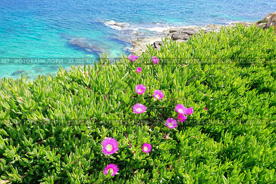 Blooming flower of Carpobrotus Chilensis along coast of Mediterranean sea. Стоковая иллюстрация, иллюстратор Kira_Yan / Фотобанк Лори