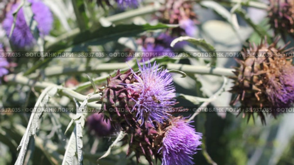 Blooming heads of a real artichoke plant close up. Стоковое видео, видеограф Андрей Ситников / Фотобанк Лори