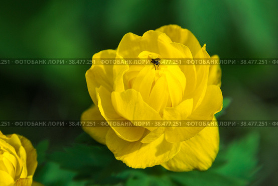 Blooming in spring and decorating forests and meadows Trollius bright yellow flower pollinated by a flower fly. Стоковое фото, фотограф Дмитрий Коростылев / Фотобанк Лори