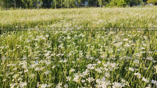 Blooming meadow of white small flowers. Стоковое видео, видеограф Лилия Фролова / Фотобанк Лори