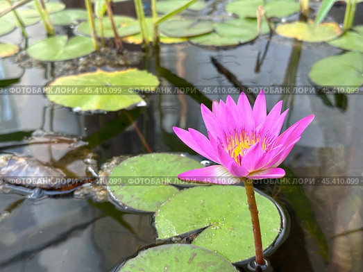 Blooming nymphea closeup (Lat. - nymphaea) Стоковое фото, фотограф Irina Opachevsky / Фотобанк Лори