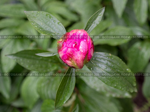 Blooming peony close up. Стоковое фото, фотограф Argument / Фотобанк Лори