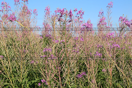 Blooming Sally herbs on the summer field. Стоковое фото, фотограф Жукова Юлия / Фотобанк Лори