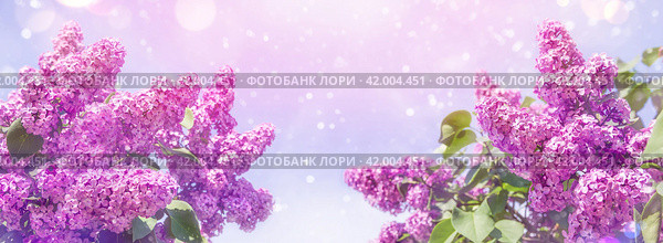 Blooming violet lilac flowers in a garden.  Background with blooming lilacs. Стоковое фото, фотограф Икан Леонид / Фотобанк Лори