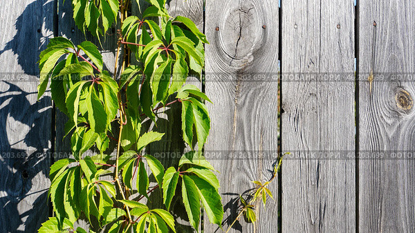 Blooming wild grapes on a wooden fence. Стоковое фото, фотограф Igor Skripachev / Фотобанк Лори