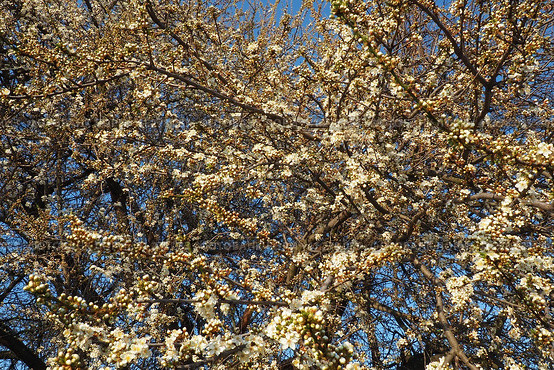 Blossoming of cherries, sweet cherries and bird cherry. Numerous beautiful fragrant white flowers on the tree. Spring white flowers are collected in long thick drooping brushes. Стоковое фото, фотограф Юлия Петровская / Фотобанк Лори