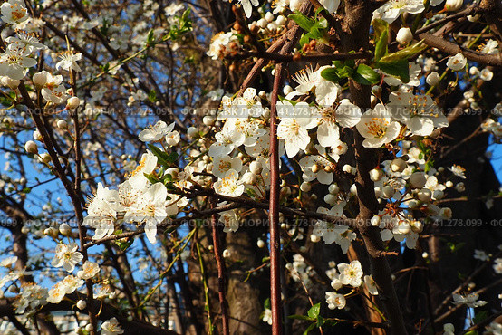 Blossoming of cherries, sweet cherries and bird cherry. Beautiful fragrant white flowers on the branches during the golden hour. Spring white flowers are collected in long thick drooping brushes. Стоковое фото, фотограф Юлия Петровская / Фотобанк Лори