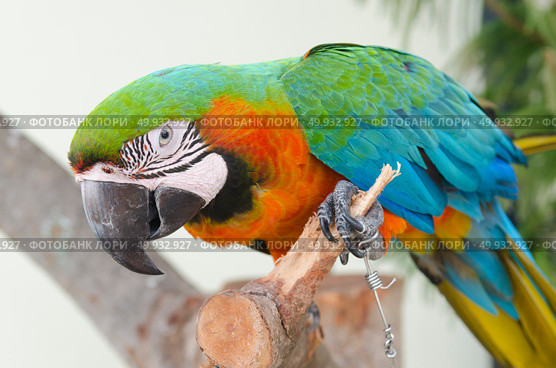 blue-and-yellow macaws (ara ararauna) perched in the jungle. Стоковое фото, агентство Ingram Publishing / Фотобанк Лори