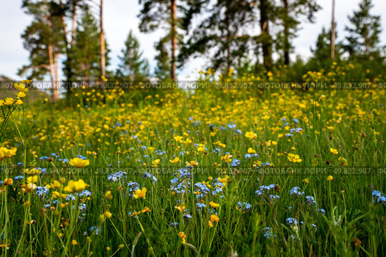 Blue and yellow wildflowers against the background of the forest. Стоковое фото, фотограф Алексей / Фотобанк Лори