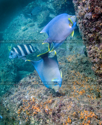 Blue Angelfish feeding on coral and algae with Sheepshead in background. Michael Wood/Stocktrek Images/TASS. Стоковое фото, агентство ТАСС / Фотобанк Лори