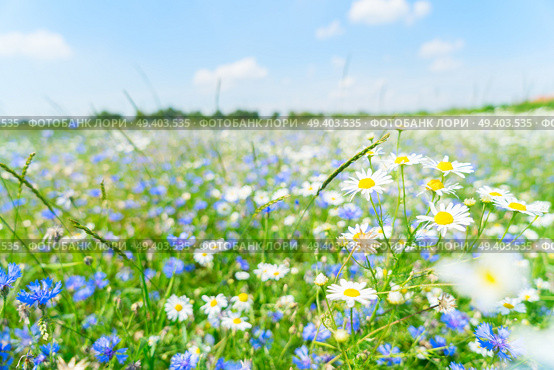 Blue corflower and camomile flowers meadow field with fresh green grass. Blue cornflower flowers. Стоковое фото, агентство Ingram Publishing / Фотобанк Лори