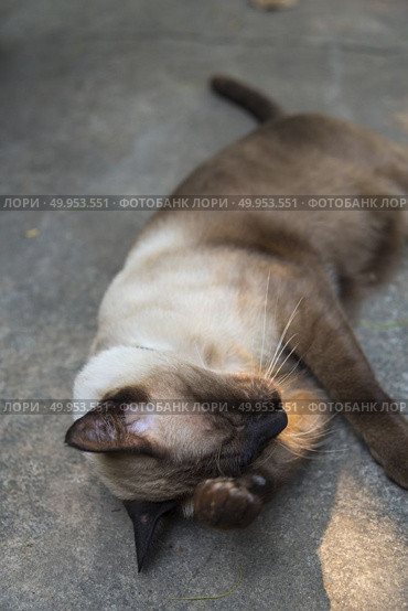 Blue eyed Cat. Стоковое фото, агентство Ingram Publishing / Фотобанк Лори