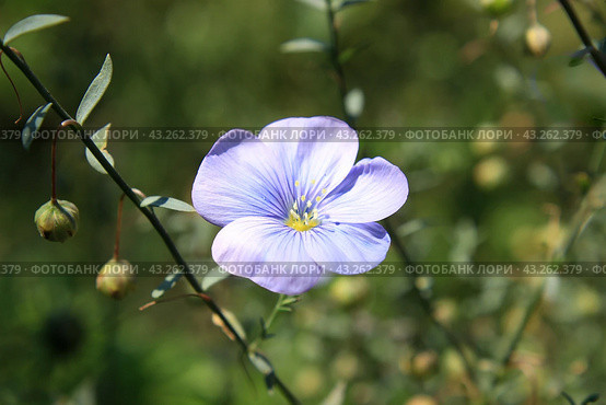 Blue flax flower closeup. Стоковое фото, фотограф Светлана Ильева (Иванова) / Фотобанк Лори