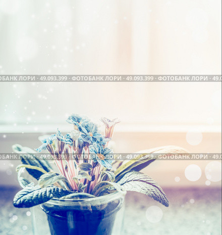 Blue flowers in pot on windowsill. Home decoration. Стоковое фото, агентство Ingram Publishing / Фотобанк Лори