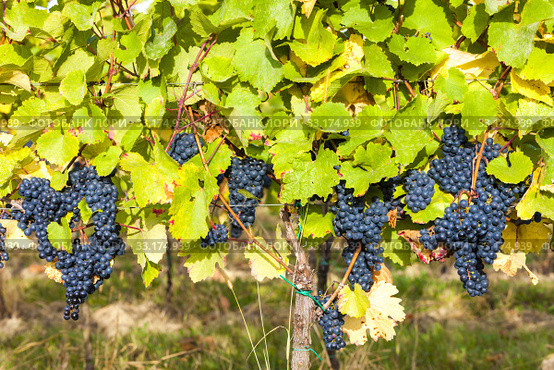 blue grapes in vineyard, Southern Moravia, Czech Republic. Стоковое фото, фотограф Richard Semik / PantherMedia / Фотобанк Лори