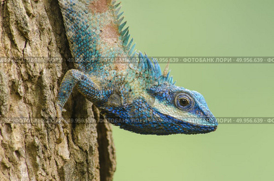 Blue Lizard with big eyes in closed up details, like small reptile with nice details on its painted body. Стоковое фото, агентство Ingram Publishing / Фотобанк Лори