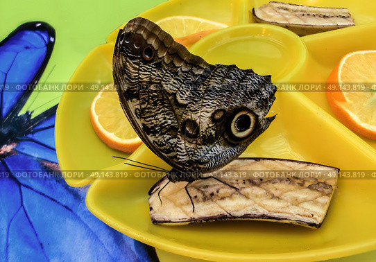 Blue Morpho butterfly feeds on fruits, sitting on a banana in a yellow feeder. Butterfly feeding on fruits, - lemons, oranges, bananas. Стоковое фото, фотограф Iva Noel / Фотобанк Лори