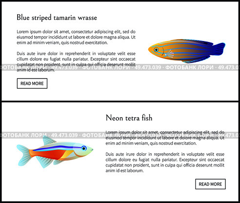 Blue striped tamarin wrasse posters set with titles and buttons. Neon tetra fish biodiversity of tropical islands. Web sites on vector illustration. Blue Striped Tamarin Wrasse Vector Illustration. Стоковая иллюстрация, агентство Ingram Publishing / Фотобанк Лори