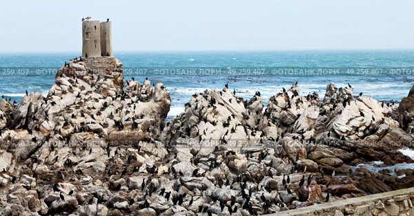 blur in south africa  betty’s bay wildlife  nature  reserve birds  penguin and rocks. Стоковое фото, агентство Ingram Publishing / Фотобанк Лори