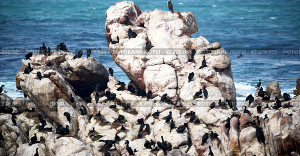 blur in south africa   betty’s bay wildlife  nature  reserve birds  penguin and rocks. Стоковое фото, агентство Ingram Publishing / Фотобанк Лори