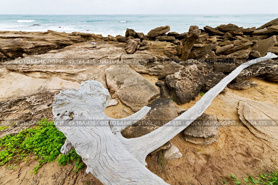 blur  in south africa    branch dead  tree coastline of st lucia and winter season. Стоковое фото, агентство Ingram Publishing / Фотобанк Лори