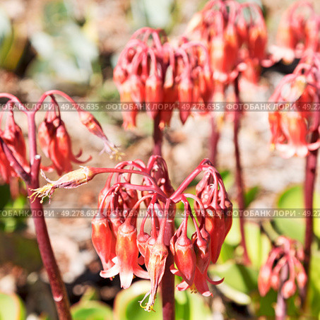 blur in south africa close up of the    red orange cactus flower and garden. Стоковое фото, агентство Ingram Publishing / Фотобанк Лори