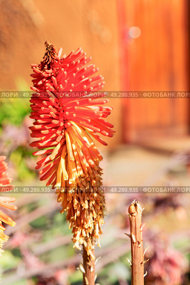 blur in south africa close up of the    red orange cactus flower and garden. Стоковое фото, агентство Ingram Publishing / Фотобанк Лори