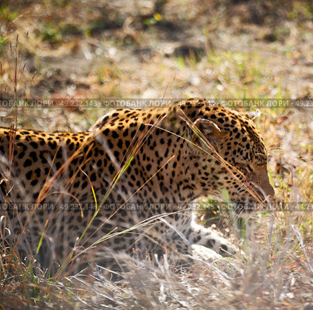 blur in south africa kruger natural park wild leopard resting after hounting. Стоковое фото, агентство Ingram Publishing / Фотобанк Лори