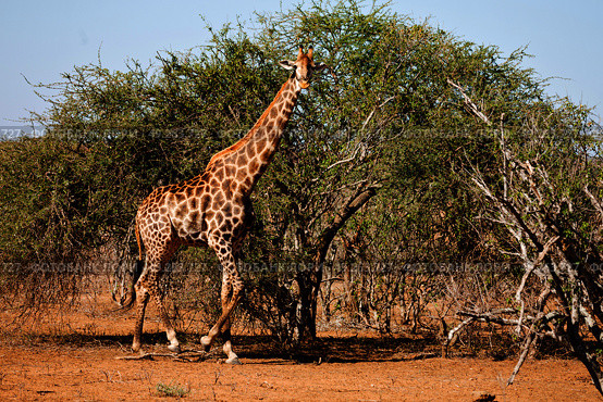 blur in south africa   kruger  wildlife    nature  reserve and  wild giraffe. Стоковое фото, агентство Ingram Publishing / Фотобанк Лори