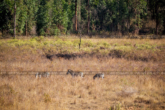 blur in south africa    kruger     wildlife  nature  reserve and  wild zebra. Стоковое фото, агентство Ingram Publishing / Фотобанк Лори