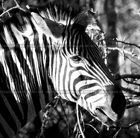 blur in south africa   mlilwane wildlife  nature  reserve and wild zebra. Стоковое фото, агентство Ingram Publishing / Фотобанк Лори
