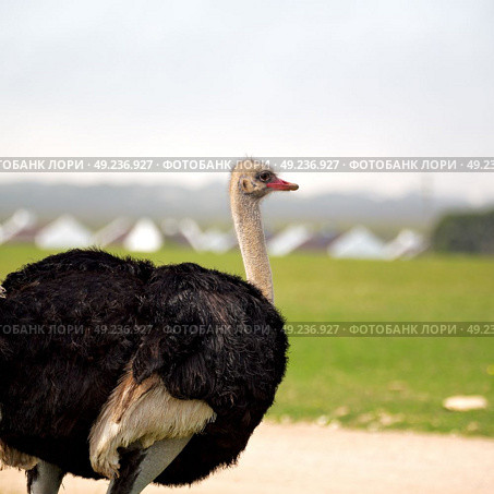 blur in south africa   mlilwane wildlife  nature  reserve and  wild ostrich. Стоковое фото, агентство Ingram Publishing / Фотобанк Лори