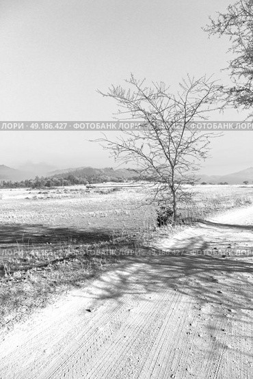 blur in swaziland   mlilwane wildlife  nature  reserve mountain and tree. Стоковое фото, агентство Ingram Publishing / Фотобанк Лори
