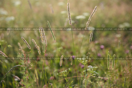 Blurred grass background, Phleum pratense meadow grass in a field in summer. Стоковое фото, фотограф Ирина Вершинская / Фотобанк Лори